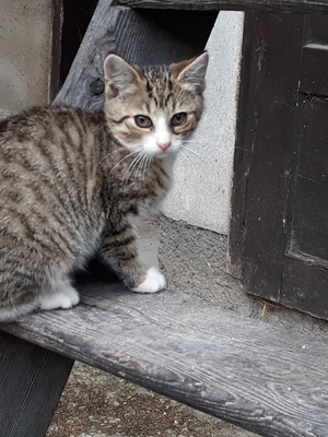 Hauskatze Jungtier - Katze