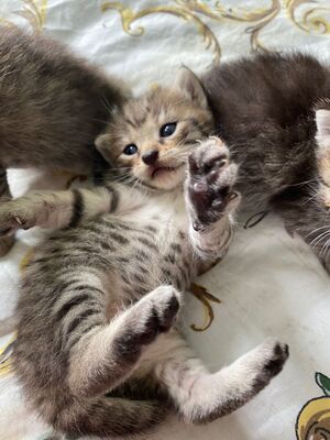 Hauskatze Jungtier - Katze