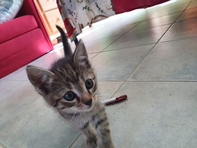 Hauskatze Jungtier - Katze