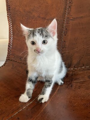 Hauskatze Jungtier - Katze