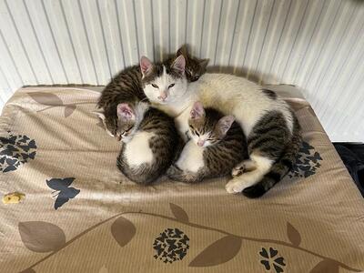 Hauskatze Jungtier - Katze