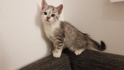 Hauskatze Jungtier - Katze