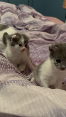 Hauskatze Jungtier - Katze