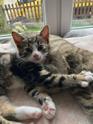 Hauskatze Jungtier - Katze