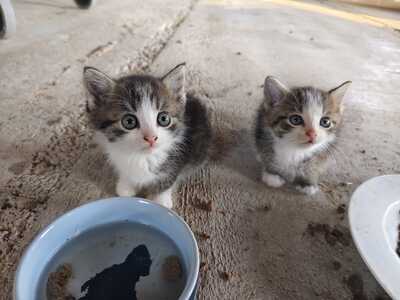 Hauskatze Jungtier - Katze