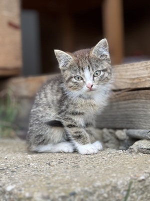 Hauskatze Jungtier - Katze