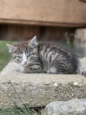 Hauskatze Jungtier - Katze