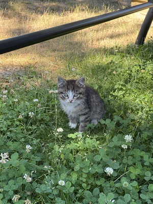 Hauskatze Jungtier - Katze