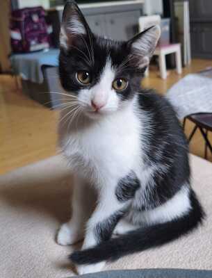 Hauskatze Jungtier - Katze