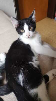 Hauskatze Jungtier - Katze