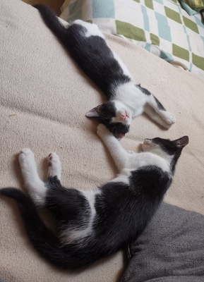 Hauskatze Jungtier - Katze