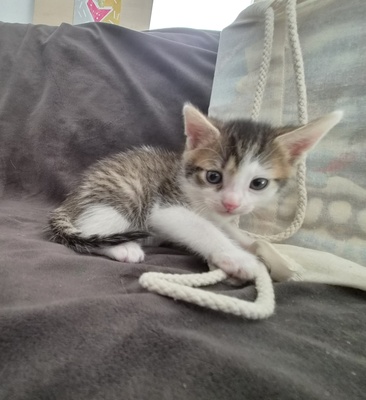 Hauskatze Jungtier - Katze