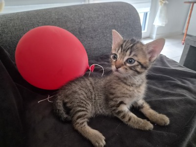 Hauskatze Jungtier - Katze