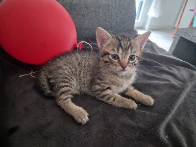 Hauskatze Jungtier - Katze