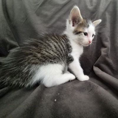 Hauskatze Jungtier - Katze