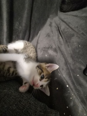 Hauskatze Jungtier - Katze