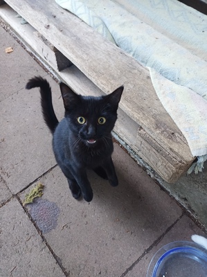 Hauskatze Jungtier - Katze