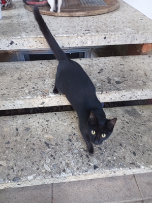 Hauskatze Jungtier - Katze