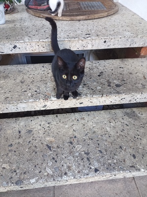Hauskatze Jungtier - Katze