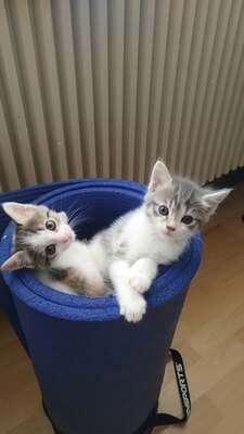 Hauskatze Jungtier - Katze