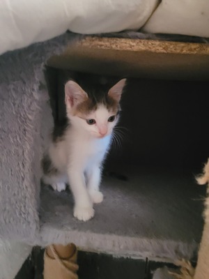 Hauskatze Jungtier - Katze