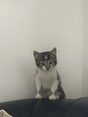 Hauskatze - Kater