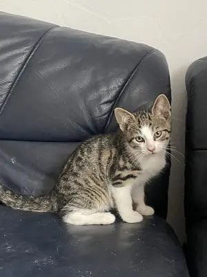Hauskatze - Kater