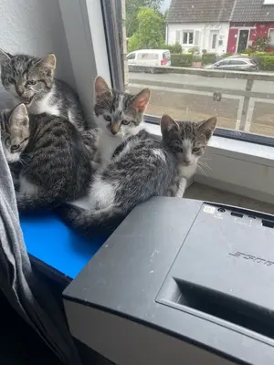Hauskatze - Kater