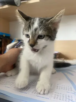 Hauskatze - Kater