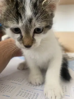 Hauskatze - Kater