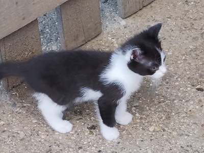 Hauskatze - Kater