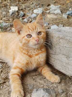 Hauskatze - Kater