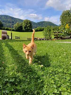 Hauskatze - Kater