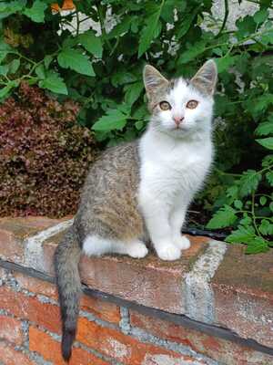 Hauskatze - Kater