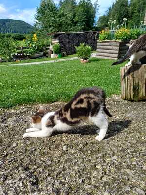 Hauskatze - Kater
