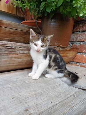 Hauskatze - Kater