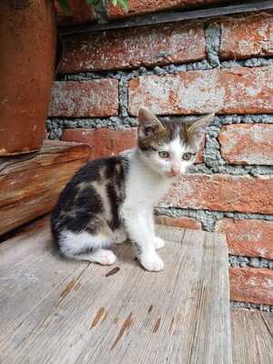 Hauskatze - Kater