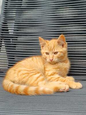 Hauskatze - Kater