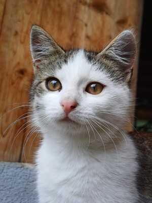 Hauskatze - Kater