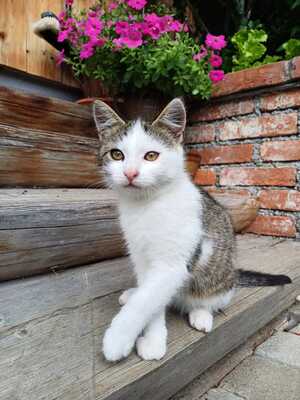 Hauskatze - Kater