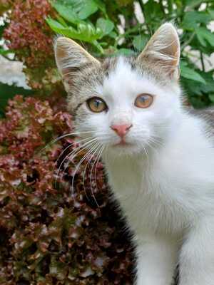 Hauskatze - Kater