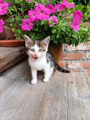 Hauskatze - Kater