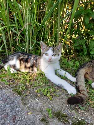 Hauskatze - Kater