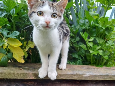 Hauskatze - Kater