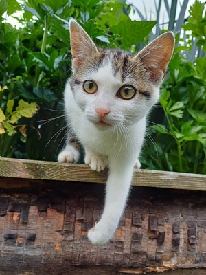Hauskatze - Kater