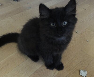 Hauskatze - Kater 1