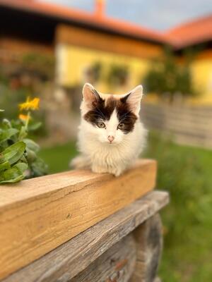 Hauskatze - Kater