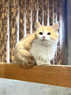 Hauskatze - Kater