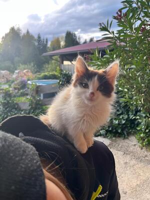 Hauskatze - Kater