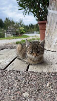 Hauskatze - Kater